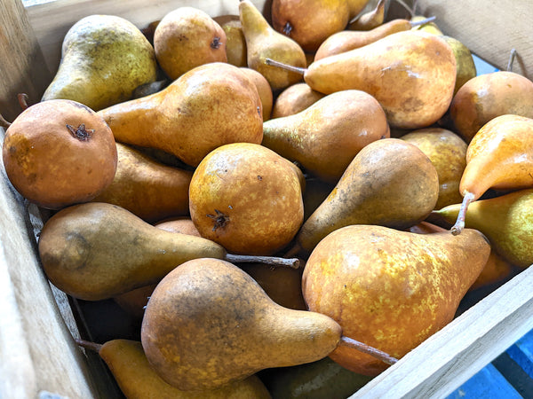 Bosc Pears