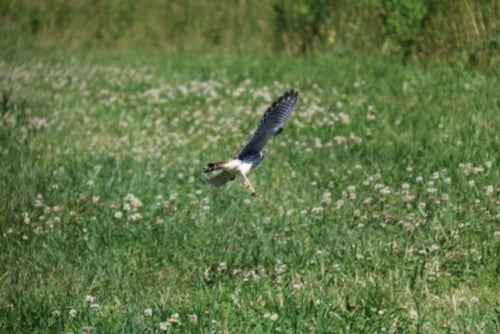 Growing Greener: Farmland Raptor Project