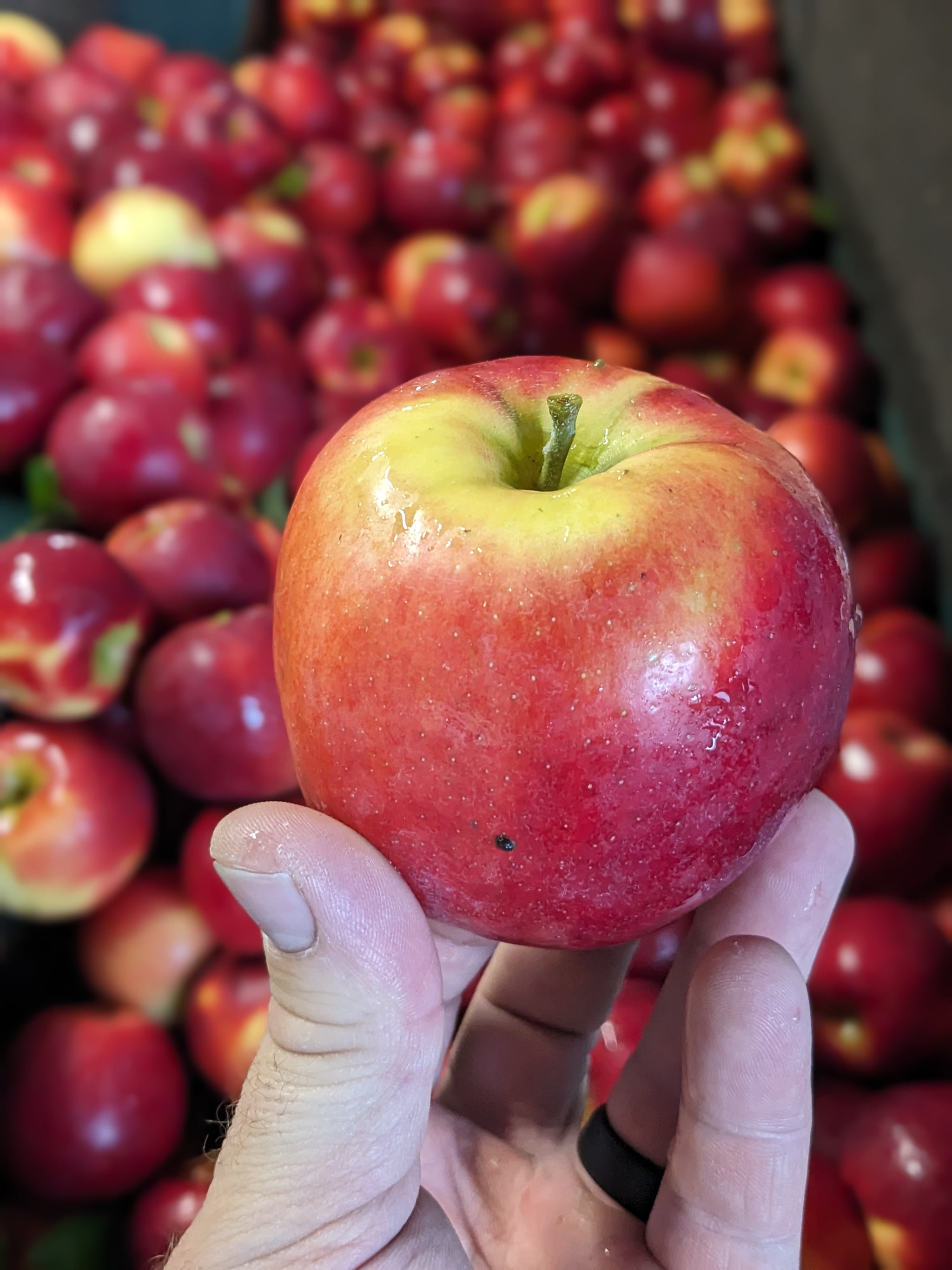 Fresh McIntosh Apple - Shop Apples at H-E-B