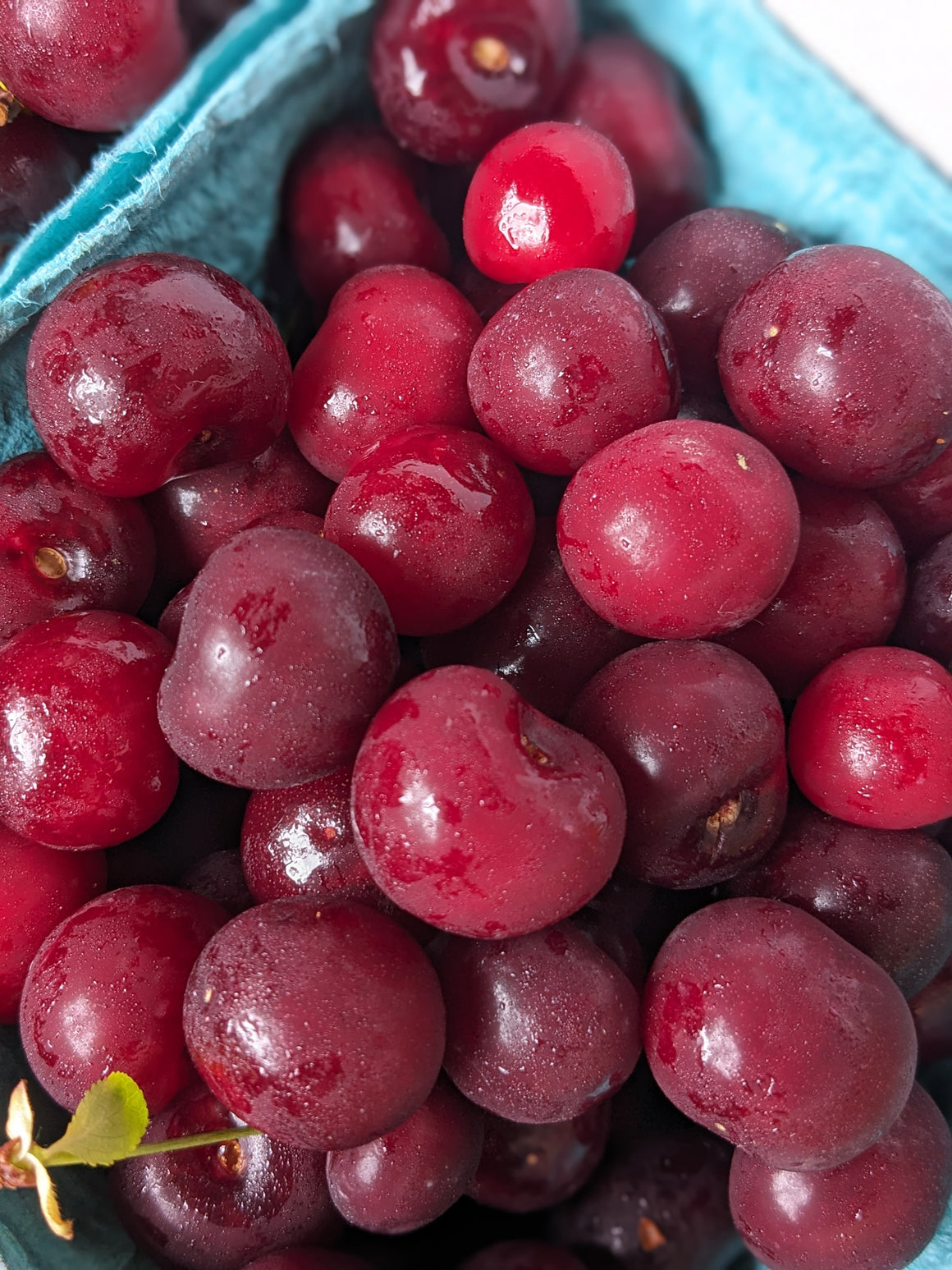 Sour Cherries