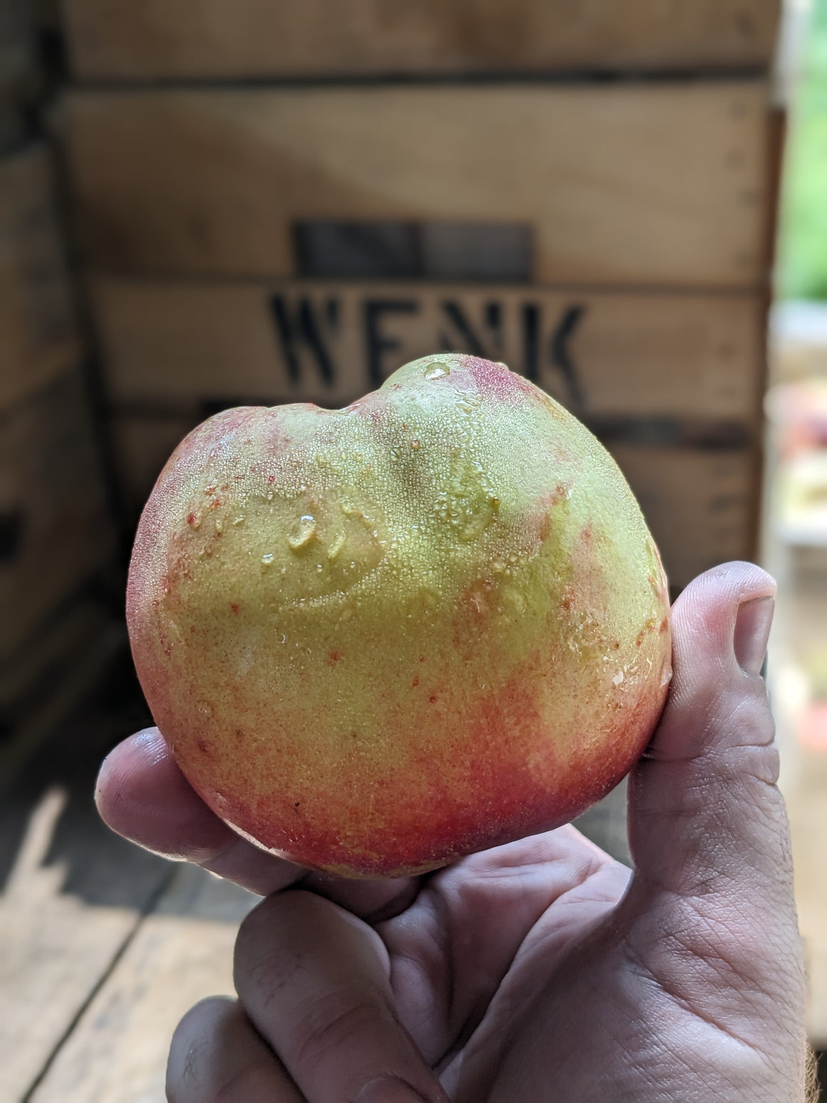 White Nectarine