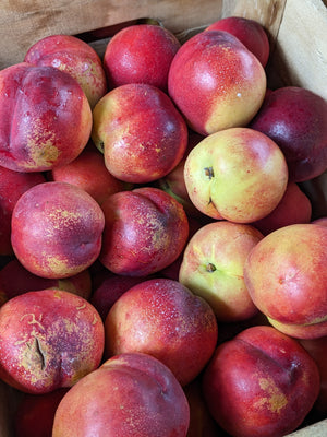 Yellow Nectarines