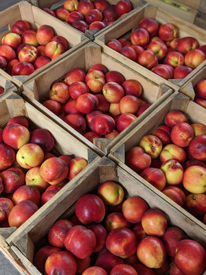 Yellow Nectarines
