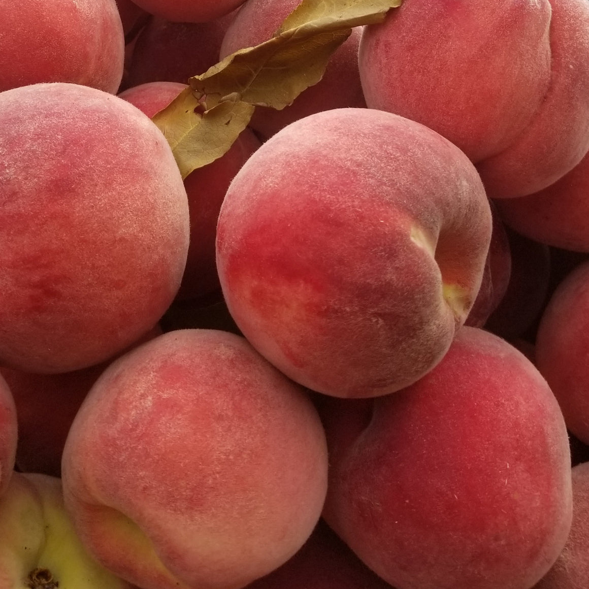 Seasonal Fruits & Vegetables Tagged "peach" Keystone Sutler