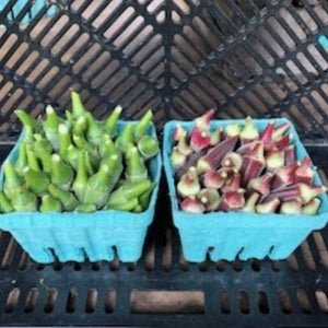 Okra
