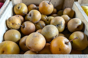 Asian Pear