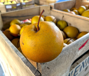 Asian Pear