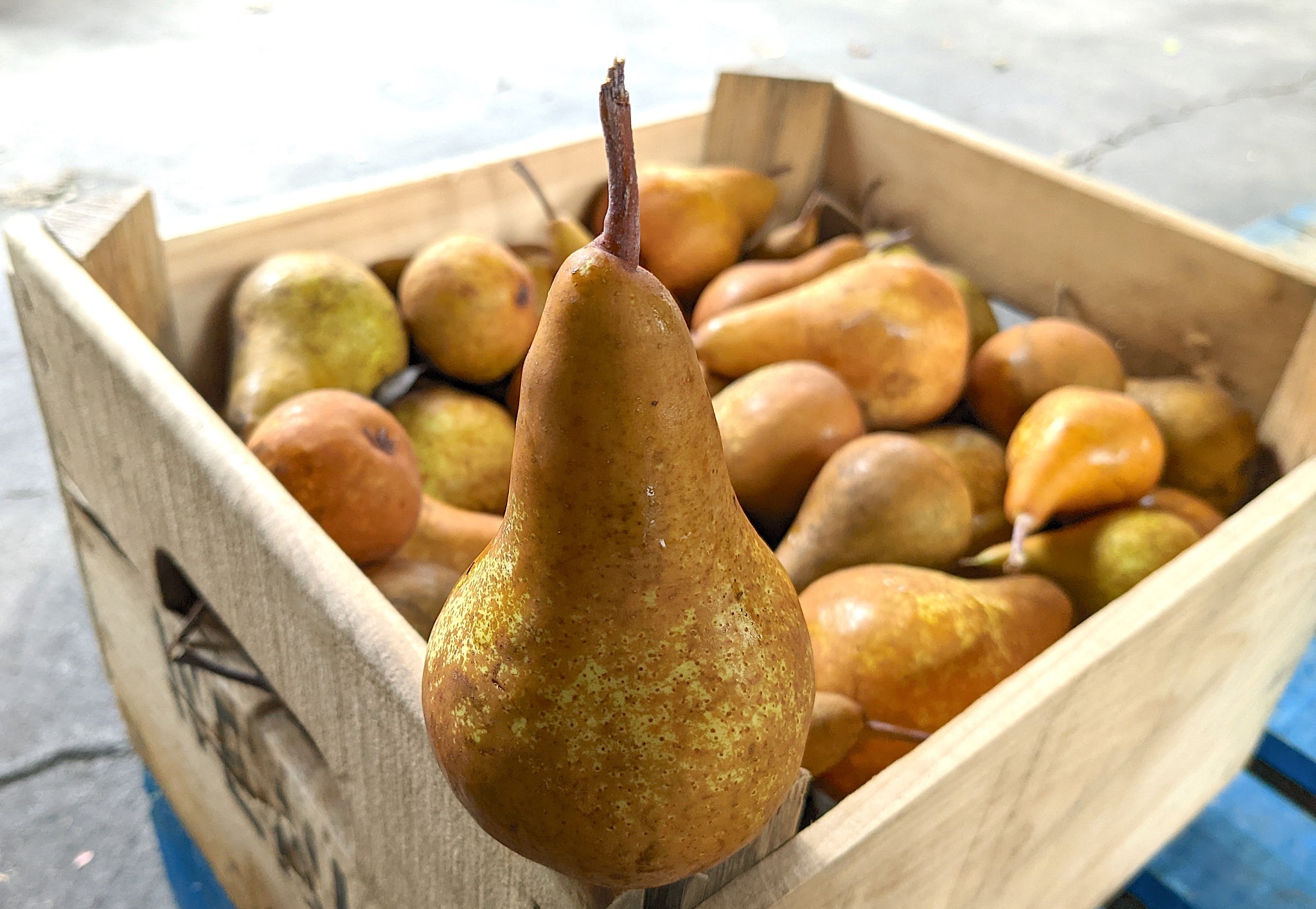Bosc Pear] Bosc Pears