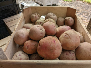 Red Maria Potatoes